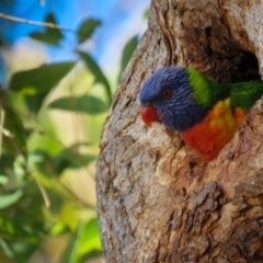 Trichoglossus moluccanus (Rainbow Lorikeet) at Sanctuary Point, NSW - 6 Jul 2018 by Robbed
