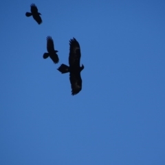 Aquila audax (Wedge-tailed Eagle) at Jerrabomberra, ACT - 8 Jul 2018 by roymcd