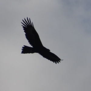 Aquila audax at Isaacs Ridge - 8 Jul 2018 03:38 PM