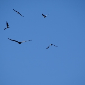 Aquila audax at Isaacs Ridge - 8 Jul 2018 03:38 PM