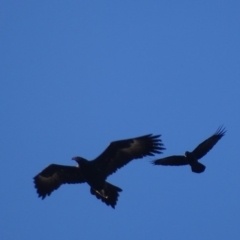 Aquila audax at Isaacs Ridge - 8 Jul 2018 03:38 PM