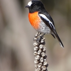 Petroica boodang (Scarlet Robin) at Isaacs Ridge - 9 Jul 2018 by roymcd