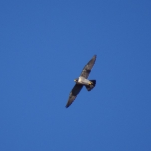 Falco peregrinus at Isaacs Ridge - 9 Jul 2018