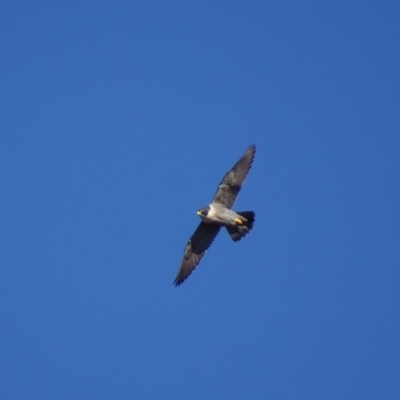 Falco peregrinus (Peregrine Falcon) at O'Malley, ACT - 9 Jul 2018 by roymcd