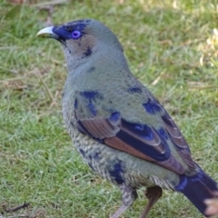 Ptilonorhynchus violaceus (Satin Bowerbird) at ANBG - 3 Jul 2018 by roymcd