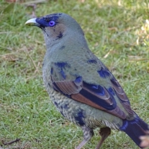 Ptilonorhynchus violaceus at Acton, ACT - 3 Jul 2018