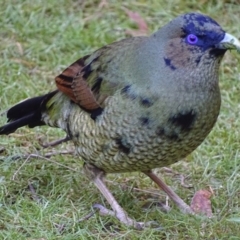 Ptilonorhynchus violaceus at Acton, ACT - 3 Jul 2018