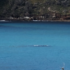 Eubalaena australis (Southern Right Whale) at Booderee National Park1 - 30 Jun 2018 by haze4rob