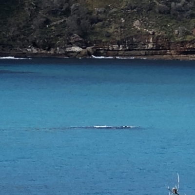 Eubalaena australis (Southern Right Whale) at Booderee National Park - 30 Jun 2018 by haze4rob