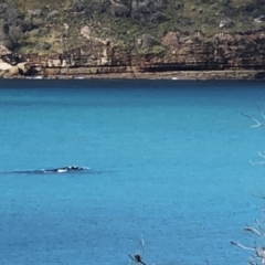 Eubalaena australis at Booderee National Park1 - 30 Jun 2018 12:17 PM