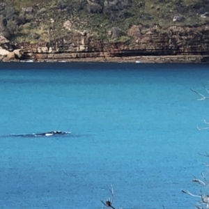 Eubalaena australis at Booderee National Park1 - 30 Jun 2018 12:17 PM