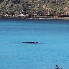 Eubalaena australis at Booderee National Park1 - 30 Jun 2018