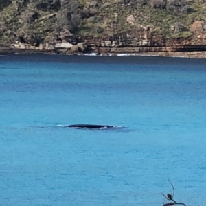 Eubalaena australis at Booderee National Park1 - 30 Jun 2018 12:17 PM