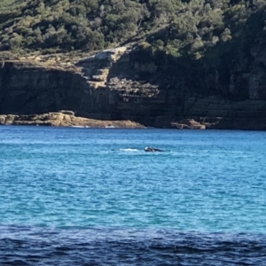 Eubalaena australis at Booderee National Park1 - 30 Jun 2018