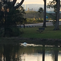 Platalea regia (Royal Spoonbill) at Undefined - 10 Jul 2018 by Megan123