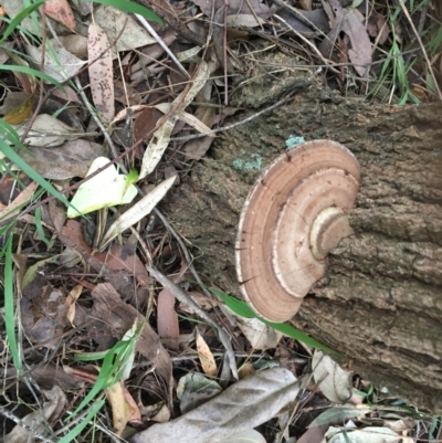 Ganoderma sp. (Ganoderma sp.) at Milton Rainforest Walking Track - 5 Jun 2018 by Megan123