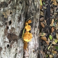 Ganoderma sp. at Milton Rainforest - 5 Jun 2018 11:49 AM