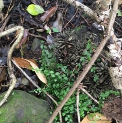 Ganoderma sp. at Milton Rainforest - 5 Jun 2018 11:49 AM