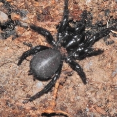 Hadronyche sp. (genus) (A funnel web) at Tennent, ACT - 10 Jul 2018 by JohnBundock