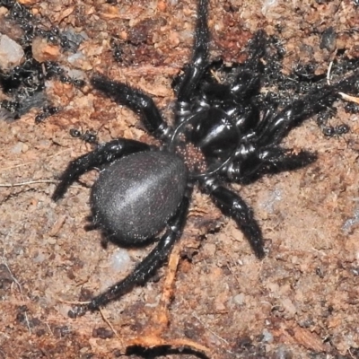 Hadronyche sp. (genus) (A funnel web) at Namadgi National Park - 10 Jul 2018 by JohnBundock