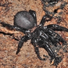 Hadronyche sp. (genus) at Tennent, ACT - 10 Jul 2018 10:42 AM