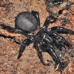 Hadronyche sp. (genus) at Tennent, ACT - 10 Jul 2018 10:42 AM