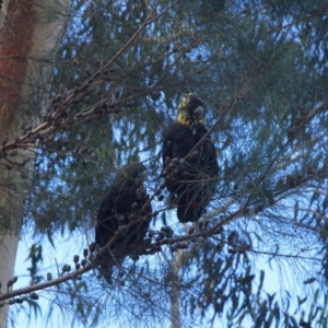 Calyptorhynchus lathami lathami at undefined - 2 Feb 2018