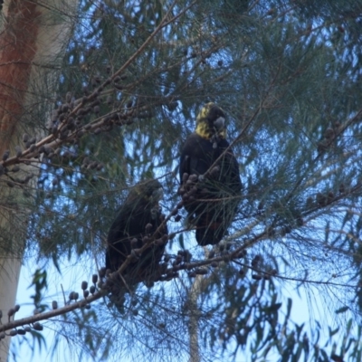 Calyptorhynchus lathami lathami (Glossy Black-Cockatoo) at Undefined - 1 Feb 2018 by Terrance