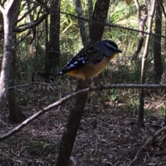 Pardalotus punctatus (Spotted Pardalote) at Undefined - 10 Jul 2018 by PeterSwanson