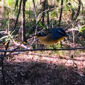 Pardalotus punctatus at undefined - 10 Jul 2018 11:36 AM