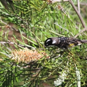 Phylidonyris novaehollandiae at undefined - 4 Jan 2018 11:33 PM