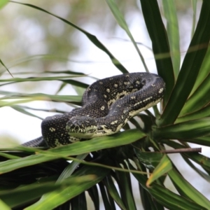 Morelia spilota spilota at undefined - 21 Apr 2017 02:40 AM