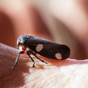 Eurymela distincta at Murrumbateman, NSW - 10 Jul 2018