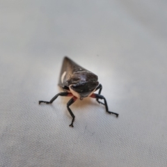 Eurymela distincta at Murrumbateman, NSW - 10 Jul 2018