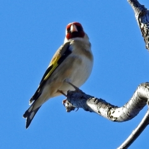 Carduelis carduelis at Paddys River, ACT - 10 Jul 2018 01:02 PM