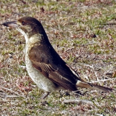 Cracticus torquatus (Grey Butcherbird) at Tidbinbilla Nature Reserve - 10 Jul 2018 by RodDeb