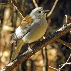 Colluricincla harmonica (Grey Shrikethrush) at Tidbinbilla Nature Reserve - 10 Jul 2018 by RodDeb