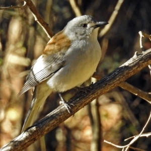 Colluricincla harmonica at Paddys River, ACT - 10 Jul 2018 02:43 PM