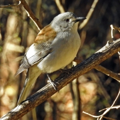 Colluricincla harmonica (Grey Shrikethrush) at Paddys River, ACT - 10 Jul 2018 by RodDeb