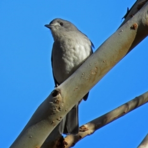 Colluricincla harmonica at Paddys River, ACT - 10 Jul 2018