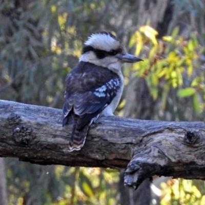 Dacelo novaeguineae (Laughing Kookaburra) at Paddys River, ACT - 10 Jul 2018 by RodDeb