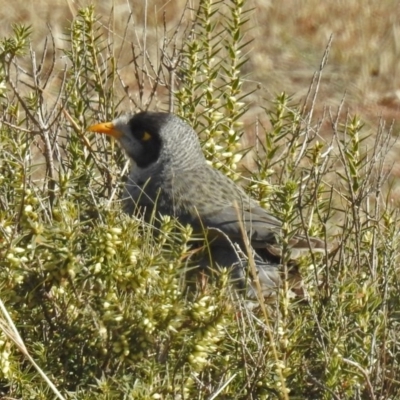 Manorina melanocephala (Noisy Miner) at Tidbinbilla Nature Reserve - 10 Jul 2018 by RodDeb