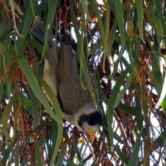 Manorina melanocephala at Paddys River, ACT - 10 Jul 2018