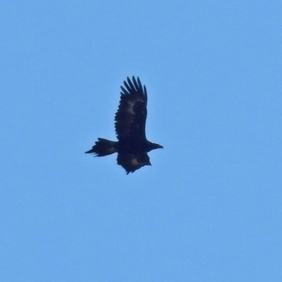 Aquila audax (Wedge-tailed Eagle) at Tidbinbilla Nature Reserve - 10 Jul 2018 by RodDeb