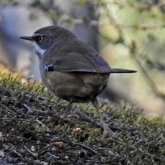 Sericornis frontalis (White-browed Scrubwren) at Tidbinbilla Nature Reserve - 10 Jul 2018 by RodDeb