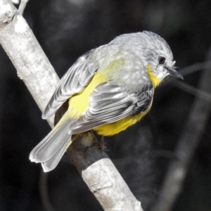 Eopsaltria australis at Paddys River, ACT - 10 Jul 2018