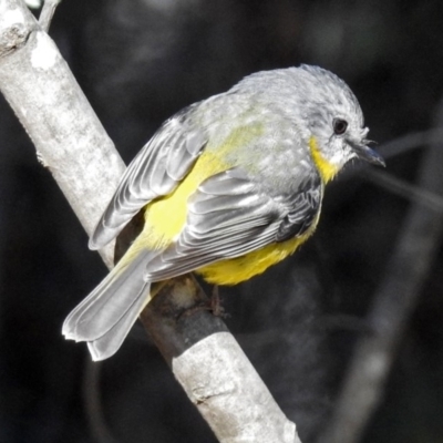 Eopsaltria australis (Eastern Yellow Robin) at Tidbinbilla Nature Reserve - 10 Jul 2018 by RodDeb