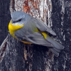 Eopsaltria australis at Paddys River, ACT - 10 Jul 2018