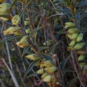 Melichrus urceolatus at Paddys River, ACT - 10 Jul 2018