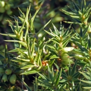 Melichrus urceolatus at Paddys River, ACT - 10 Jul 2018